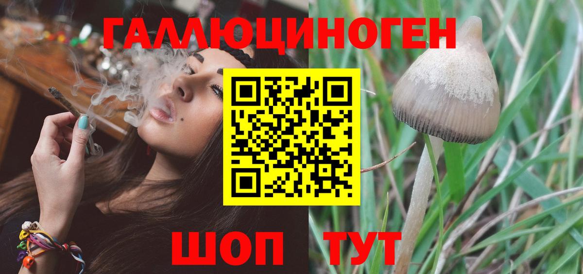 Псилоцибиновые грибы Psilocybe Обнинск